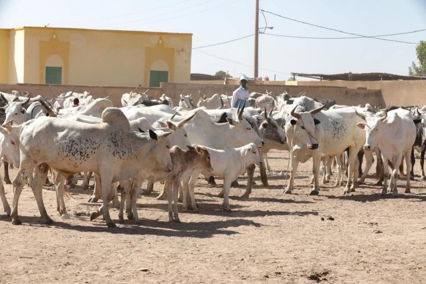 Vaccination du Cheptel:C’est indispensable!