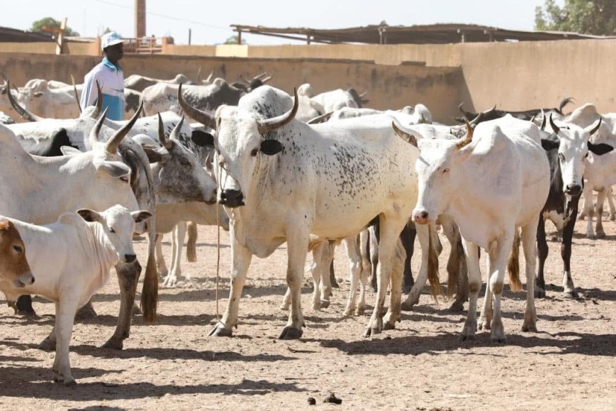 MARCHES DE BŒUFS:La rareté des clients dans les garbals