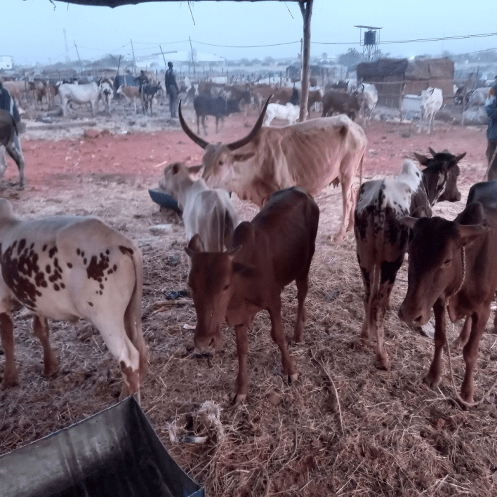Transhumance: La Guinée interdit son sol au bétail malien