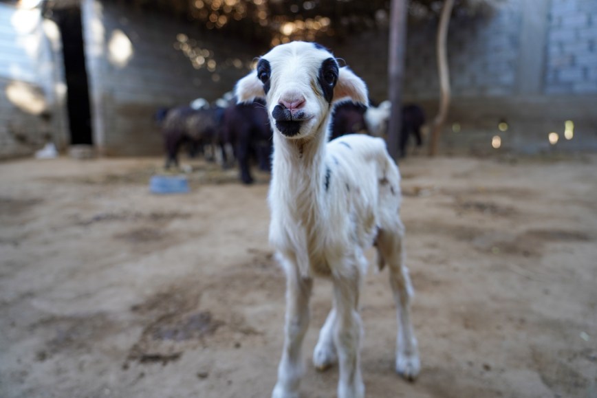 Maladies animales: Des conséquences multiples