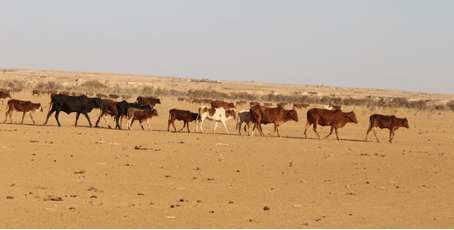 PASTORALISME AU MALI:Entre insécurité et changement climatique