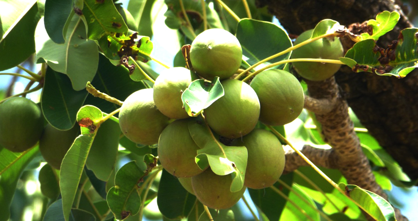 NOIX DE KARITE:Un fruit très répandu à Bamako