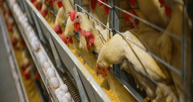 AMIDOU DIAMOUTENE, ELEVEUR DE POULET DE CHAIR: Le casse-tête de l’aliment volaille