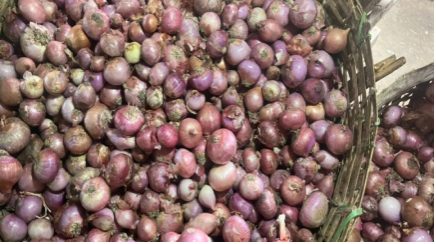 L’OIGNON: Un pilier culinaire entre conservation difficile et vertus nutritives