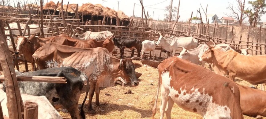 CRISE DU BETAIL/VIANDE: L’abattage chute de 60 % à l’abattoir de Sabalibougoucourani